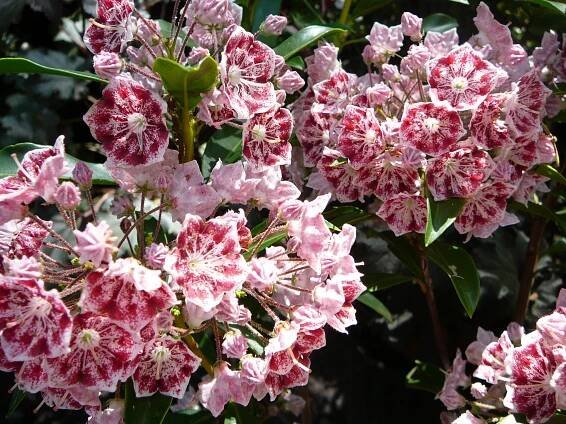 Native Woody Plants - 1035 Fox Hill Road, State College, PA. --- 814-237-9087