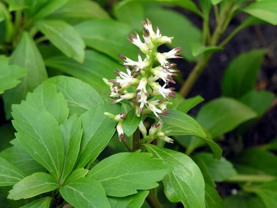 Pachysandra klasnatá (Pachysandra terminalis)