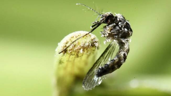 Speciálně vyšlechtění komáři mají pomoci proti dengue