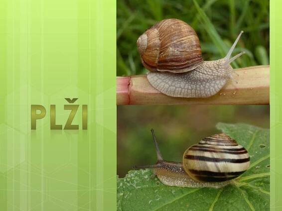 Měkkýši – Plži – Materiály pro žáky ZŠ
