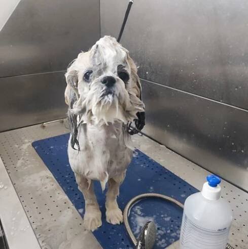 Stříhání psů všech plemen Praha, Černý Most Psí salon Allgroom • Firmy.cz