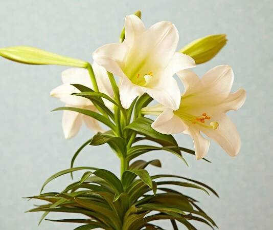 closeup of easter lily