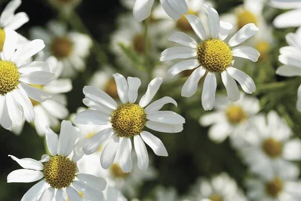 Does Chamomile Tea Induce Labor?