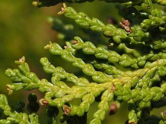 Austrocedrus chilensis
