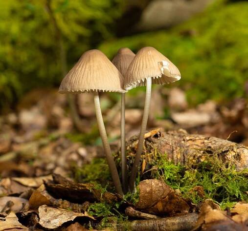 Sussex Wildlife Trust – Daniel Greenwood