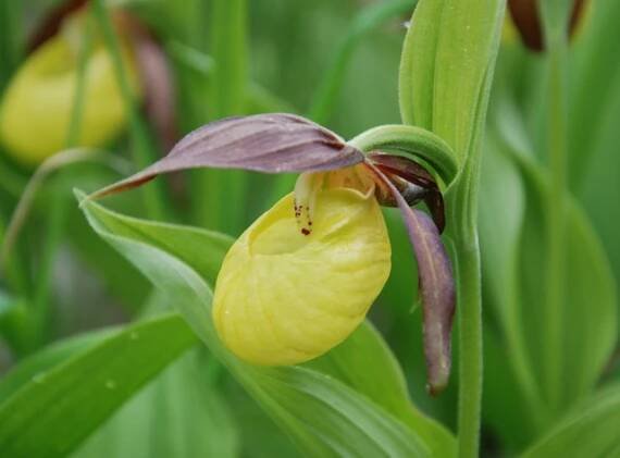 Cypripedium calceolus, střevičník pantoflíček