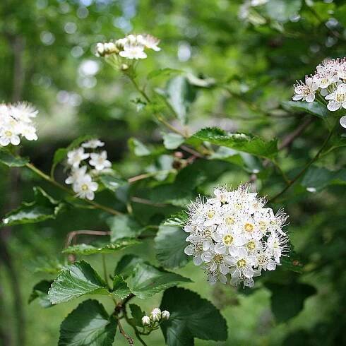 Tavolník kalinolistý (PHYSOCARPUS OPULIFOLIUS)