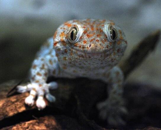 Tropicario - The Tropical Animal House