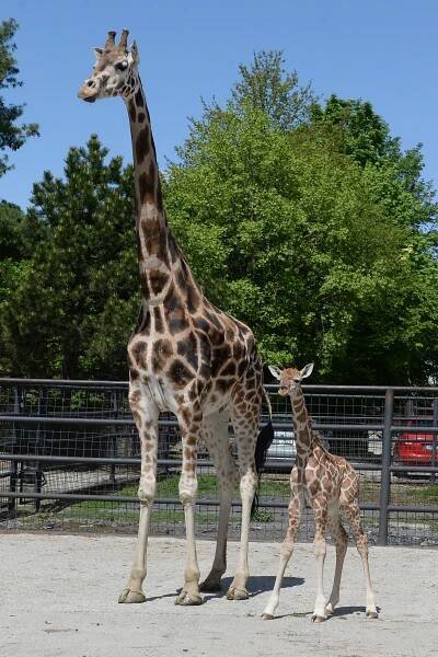 Žirafí přírůstek v Zoo Olomouc se má čile k světu