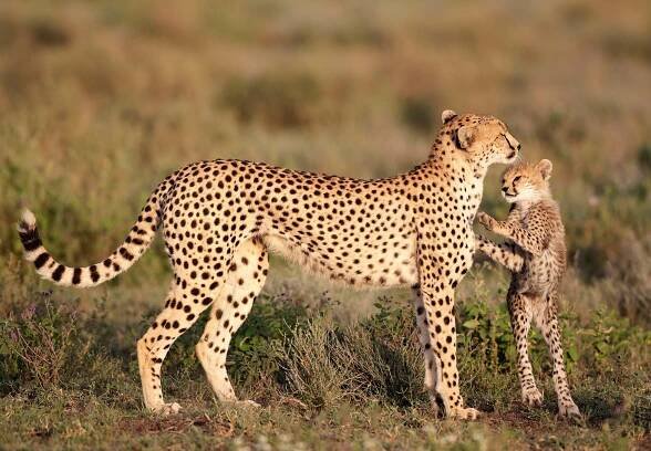 Furahia Tanzania Safari & Trekking Ltd (2025) - All You Need to Know BEFORE You Go (with Reviews)