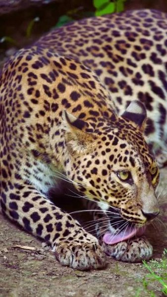 Spotting the Sri Lankan Leopard: 7 best national parks to spot the elusive big cat