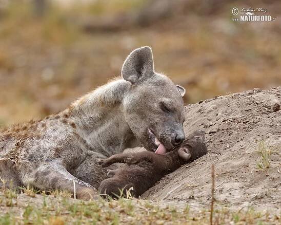 Hyena skvrnitá | Naturfoto.cz
