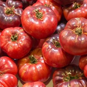 Semena rajčat – tyčkové rajče Černý Krim – Solanum lycopersicum