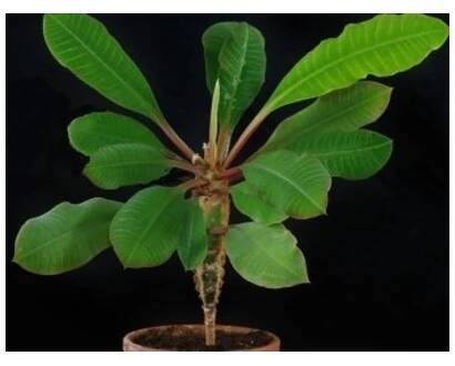Euphorbia leuconeura "Madagaskarský klenot"