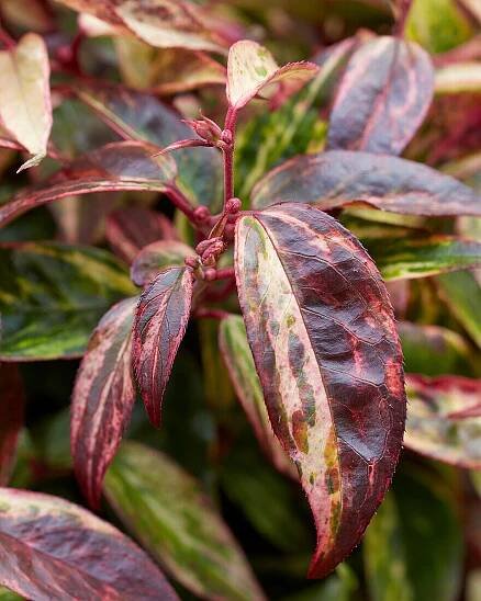 Leucothoe fontanesiana ´Makijaz´ (Leukote)  - posledný 1ks - Image 2