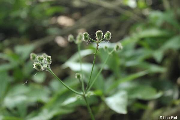Sanicula europaea | Květena Šumavy