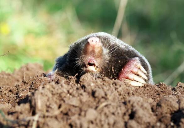 Mole, Mike Sims