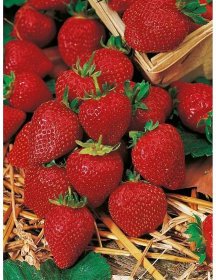 Zahradní jahody průměr květináče cca 9 cm koupit v OBI