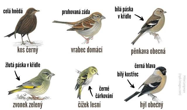 Určování ptáků - Ptačí hodinka