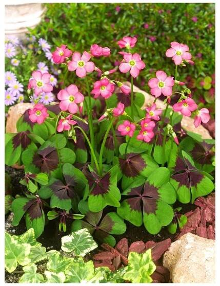 Oxalis deppei IRON CROSS - šťavel, čtyřlístek - Lukon Glads s.r.o.