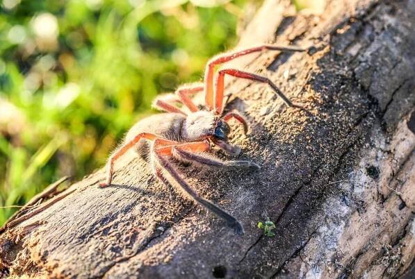 Huntsman spider, Primorsky Krai, Russi