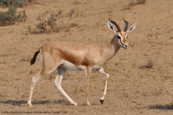 Gazella dorcas (gazela dorkas) | BioLib.cz