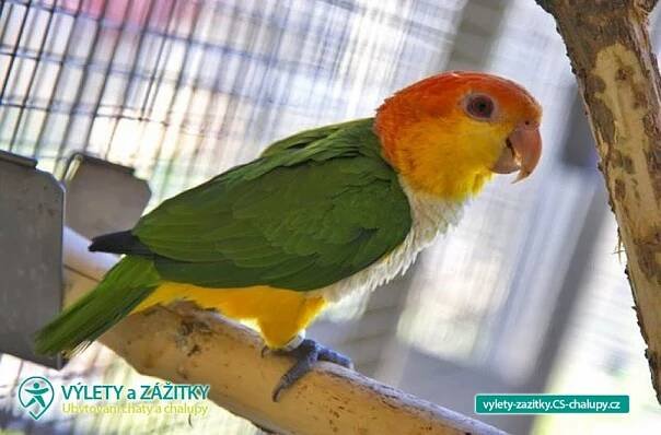 Papouščí zoo - Bošovice - Jižní Morava (1MZ-038): Výlety a zážitky