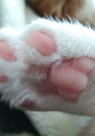 Cat paws - Wallpaper - HDPick