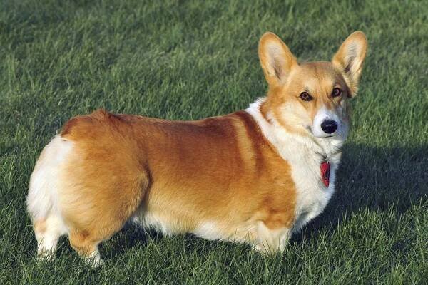 Psí plemena: Welsh Corgi Pembroke, oblíbenec královny