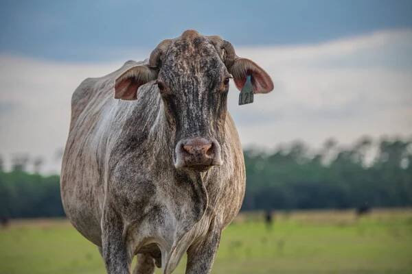 Charlie Creek Cattle Company - Phase III