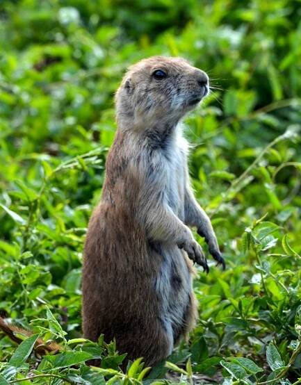 Noble Prairie Dog