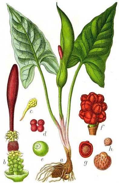 Soubor:Arum maculatum Sturm63.jpg