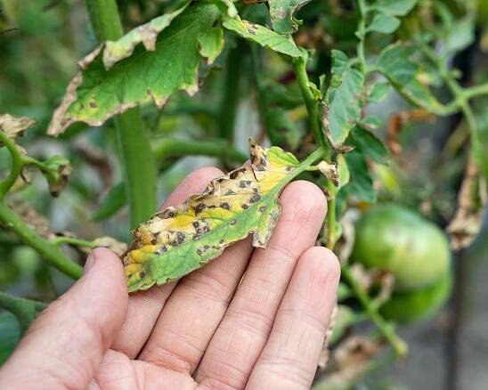 Septoria leaf spot on tomatoes