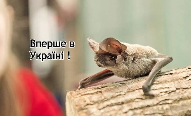 The first actual finding of a rare bat - the European free-tailed bat (Tadarida teniotis) in Ukraine! - Ukrainian Bat Rehabilitation Center
