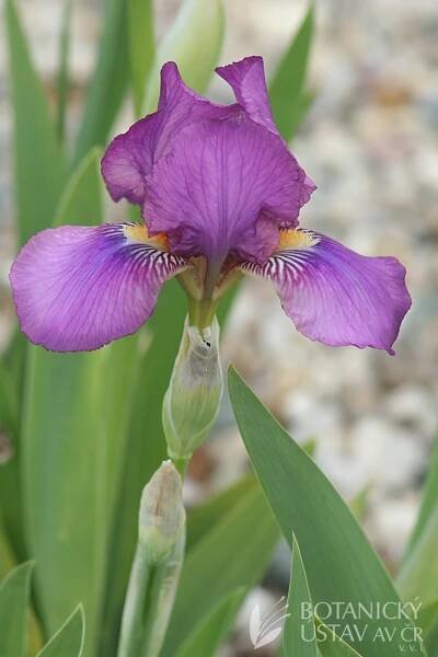 Iris barbata media LLEHBp (3) | HORTIFOTO | Autoři | iBotky.cz