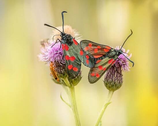 Peter Helmut Larsen Photography – Natur, fugle, dyr, street 