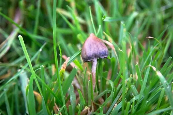 lysohlávka kopinatá (Psilocybe semilanceata)