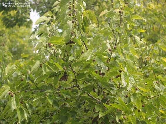 Brestovec západný | Celtis occidentalis - Záhradníctvo ABIES