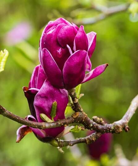 dark pink flowers of Magnolia 'Genie'