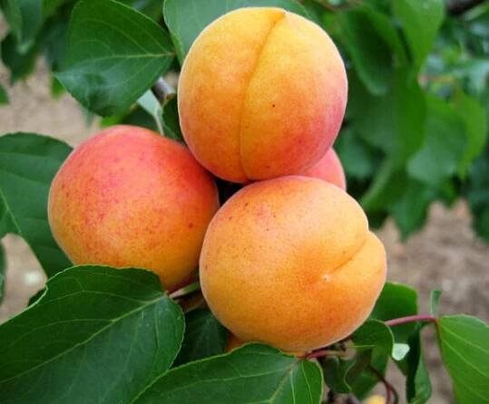 Meruňka pozdní 'Hargrand' - Prunus armeniaca 'Hargrand'