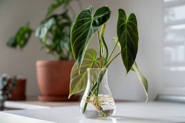 klíčky rostliny philodendron splendid ve skleněné nádobě. jednoduché množení pokojové rostliny stonkem ve vodě - filodendron - stock snímky, obrázky a fotky