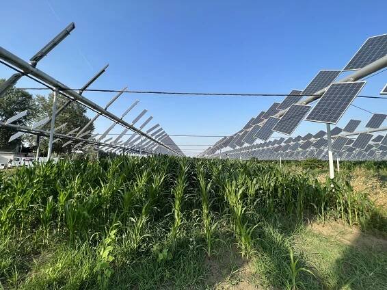 Snaha ukotvit agrovoltaiku v zákoně padla na úrodnou půdu. Zemědělci nebudou muset volit mezi pěstováním a výrobou elektřiny