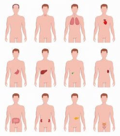 Vnitřní orgány umístěné na mužových siluetách izolovaných na bílém pozadí. Lékařské ilustrace lidského srdce, štítné žlázu, plic, žaludku, jater, dělohy, kidrey, sleziny, měchýře — Ilustrace
