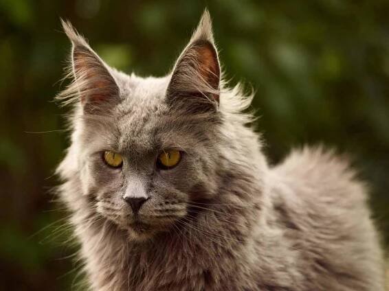 Katzen - Cheerful Racer Maine Coon Cattery