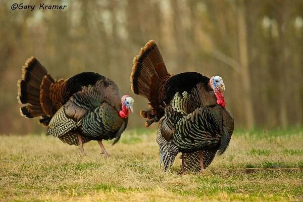 Wild Turkey (Eastern) (Meleagris gallopavo silvestris) by GaryKramer.net, 530-934-3873, gkramer@cwo.com