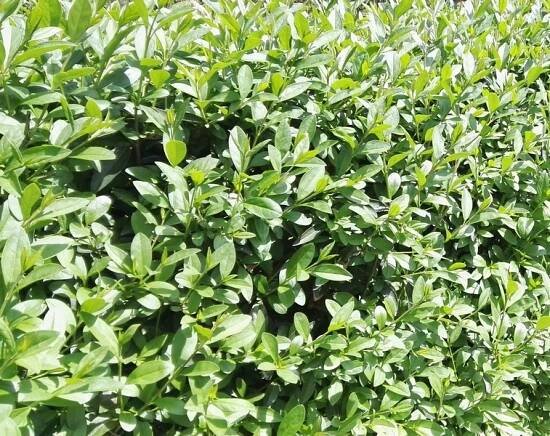 Ptačí zob - Ligustrum vulgare