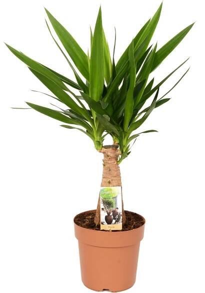 Juka "Inca-Tree" výška cca 80-100 cm průměr květináče cca 21 cm Yucca