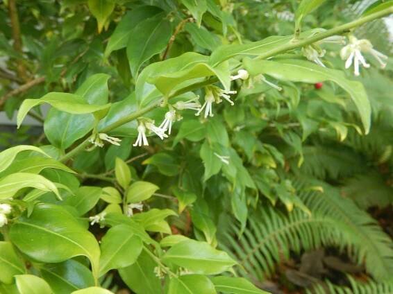 sweetbox blooming in January, Scented Sarcococca, sweetbox, sweet box, Sarcococca ruscifolia, Sarcococca confusa, Sarcococca hookeriana, Sarcococca humilis, Christmas box, winter vanilla plant, January bloom, garden Victoria BC Pacific Northwest