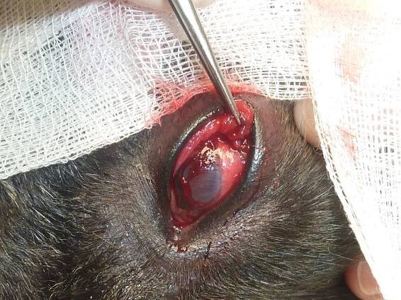 Rohovkový vřed a jeho řešení. | Veterinární klinika – Vet Goby s.r.o.