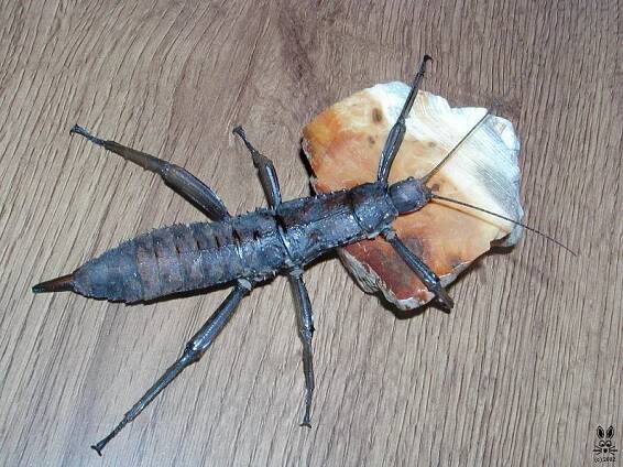 Eurycantha calcarata - strašilka ostruhatá